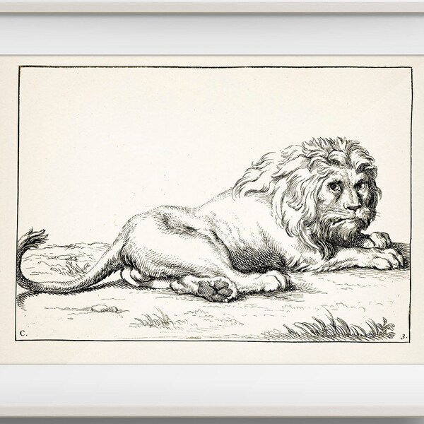 Vintage Lion print - MA-10 - Fine art print of a vintage natural history academia illustration