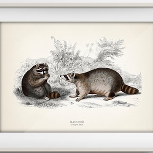 Raccoon - Procyon lotor [1849]  MA-16 - Fine art print of a vintage natural history academia illustration