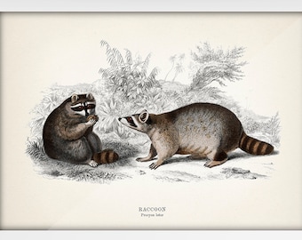 Raccoon - Procyon lotor [1849]  MA-16 - Fine art print of a vintage natural history academia illustration