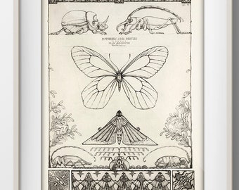 Butterfly and Beetles [1924] Design in Nature - IN-36 - Fine art print of a vintage natural history academia illustration