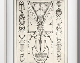 Beetles [1924] Design in Nature - IN-31 - Fine art print of a vintage natural history academia illustration