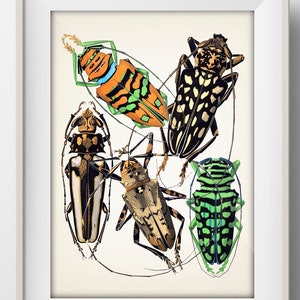 Insects no. 04 [1926] Insectes - IN-44 - Fine art print of a vintage natural history academia illustration