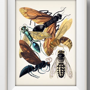 Insects no. 06 [1926] Insectes - IN-46 - Fine art print of a vintage natural history academia illustration