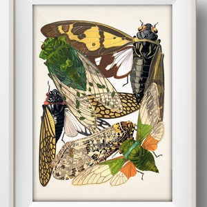 Insects no. 02 [1926] Insectes - IN-42 - Fine art print of a vintage natural history academia illustration