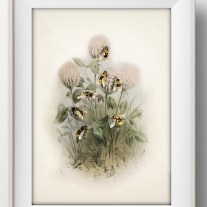 Honey Bees and Clover - IN-17 - Fine art print of a vintage natural history academia illustration