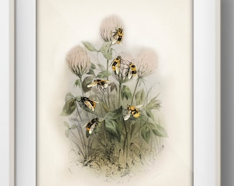 Honey Bees and Clover - IN-17 - Fine art print of a vintage natural history academia illustration
