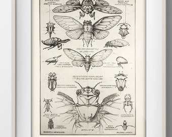 Locust [1924] Design in Nature - IN-34 - Fine art print of a vintage natural history academia illustration