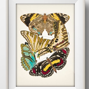 Butterflies no. 5 [1925] Papillons - MO-85 - Fine art print of a vintage natural history academia illustration