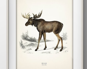 Moose - Alces alces [1849]  MA-17 - Fine art print of a vintage natural history academia illustration