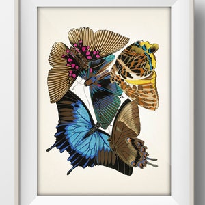Butterflies no. 16 [1925] Papillons - MO-96 - Fine art print of a vintage natural history academia illustration