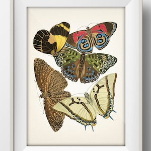 Butterflies no. 12 [1925] Papillons - MO-92 - Fine art print of a vintage natural history academia illustration