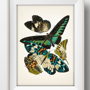 Butterflies no. 10 [1925] Papillons - MO-90 - Fine art print of a vintage natural history academia illustration