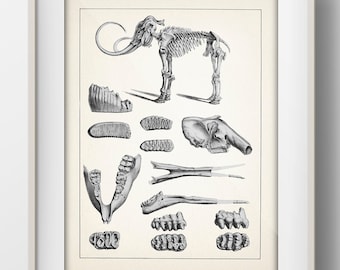Genuine Extinct MASTADON molar section