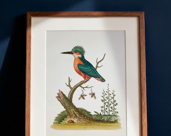 May include: A framed print featuring a colorful illustration of a kingfisher bird perched on a branch. The bird has blue, orange, and green plumage. The artwork is set against a white background and framed in a wooden frame.