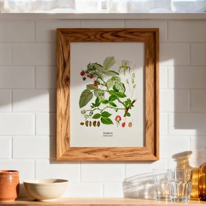 Vintage Raspberry Print - KO-08 - Fine art prints of Kohler's vintage academia botanical illustration drawings