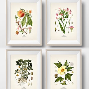 American Southern Crops Set of 4 Botanical Illustrations - Peach, Cotton, Peanut, Tobacco - Vintage Agricultural Plant Wall Art Decor Prints