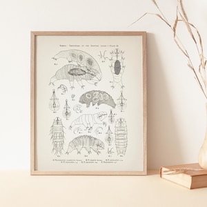 Tardigrade (Water Bear) Anatomy Specimens PLATE 3 - SC-20-24 - Fine art print of a vintage natural history academia illustration