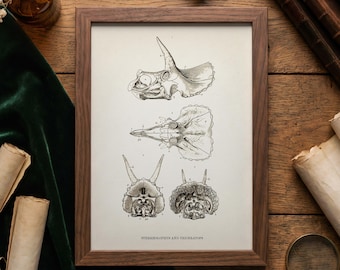 Triceratops and Sterrholopus Skulls- DI-02 - Fine Art Print of a
