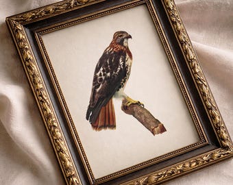 Red Tailed Hawk - BI-14 - Fine art print of a vintage natural history academia illustration