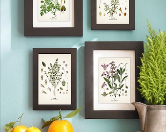 May include: Four framed botanical prints of herbs, including parsley, rosemary, thyme, and sage, displayed on a light blue wall above a white shelf with oranges and a brown and white patterned tea towel.