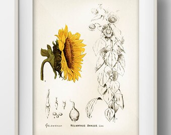 sunflower drawing etsy