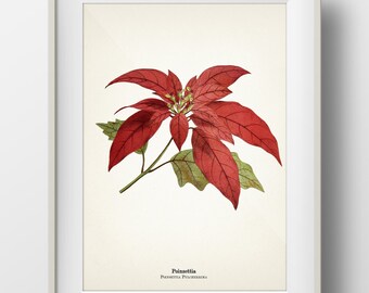 Holly Plant Christmas Botanical Print Holiday Wall Art | Etsy