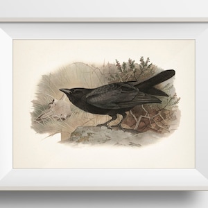 Raven - BI-21 - Avian fine art print of a vintage natural history academia illustration