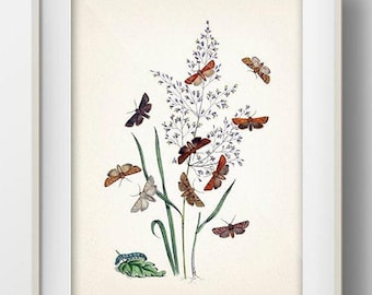 Moth Series no.2  - MO-14 - Fine art print of a vintage natural history academia illustration
