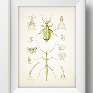 May include: A vintage illustration of a stick insect with detailed drawings of its body parts, including its legs, head, and wings. The insect is depicted in a light green color with brown markings.