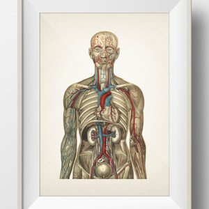 Human Anatomy CIRCULATORY System - HU-03 - Fine art prints of a vintage medical anatomical illustrations. Academia aesthetic wall art