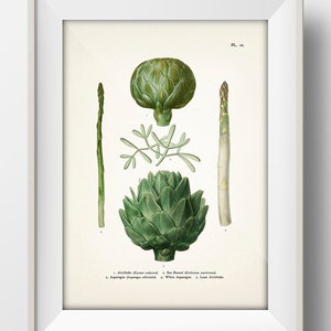 Artichoke, Asparagus, Sea Fennel, Vegetables [1870 Veg #10] VE-10 Vintage Botanical Illustration of Edible Food Plants. Kitchen Wall Decor