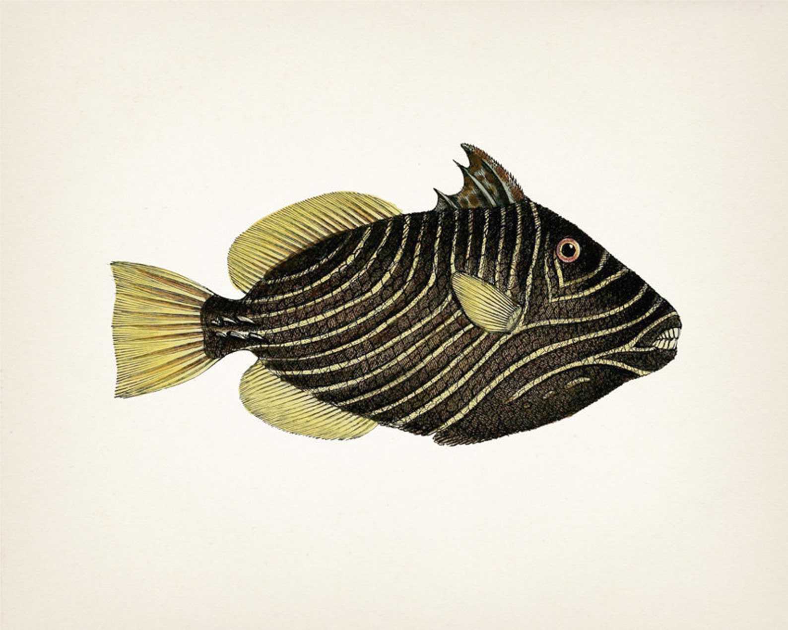 Patterned Fish Print Set 1801 Fish Drawings. Fine Art Etsy