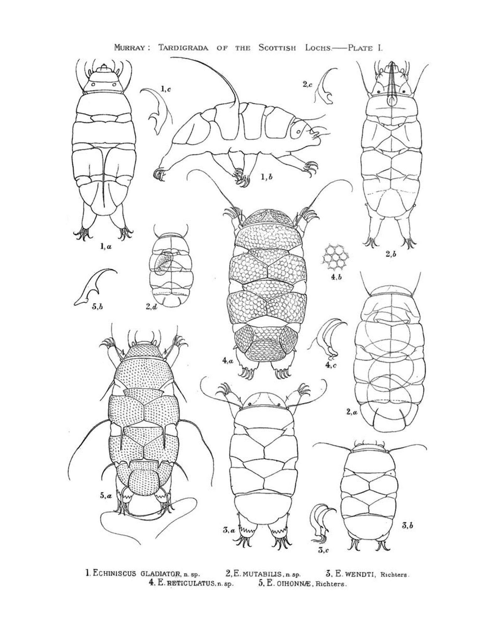 Tardigrade water Bear Anatomy Specimens PLATE 1 SC1822 Etsy