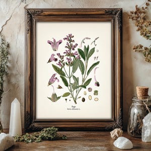 Pode incluir: Uma impressão botânica emoldurada de sálvia, com ilustrações detalhadas das folhas, flores e sementes da planta. A impressão tem uma estética vintage com uma moldura de madeira escura. A imagem é cercada por ervas secas, cristais e um frasco de vidro com uma rolha de cortiça.