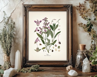 Vintage Sage Print - KO-10 - Fine art prints of Kohler's vintage academia botanical illustration drawings