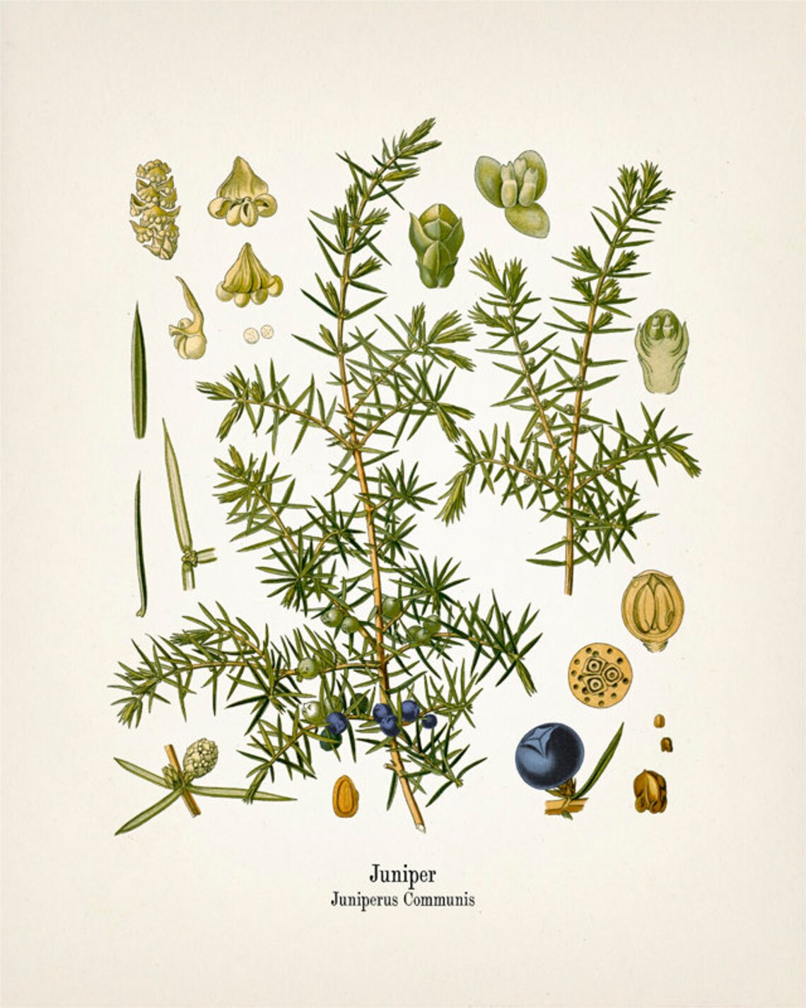 Vintage Juniper Botanical Print KO63 Fine Art Prints of Etsy