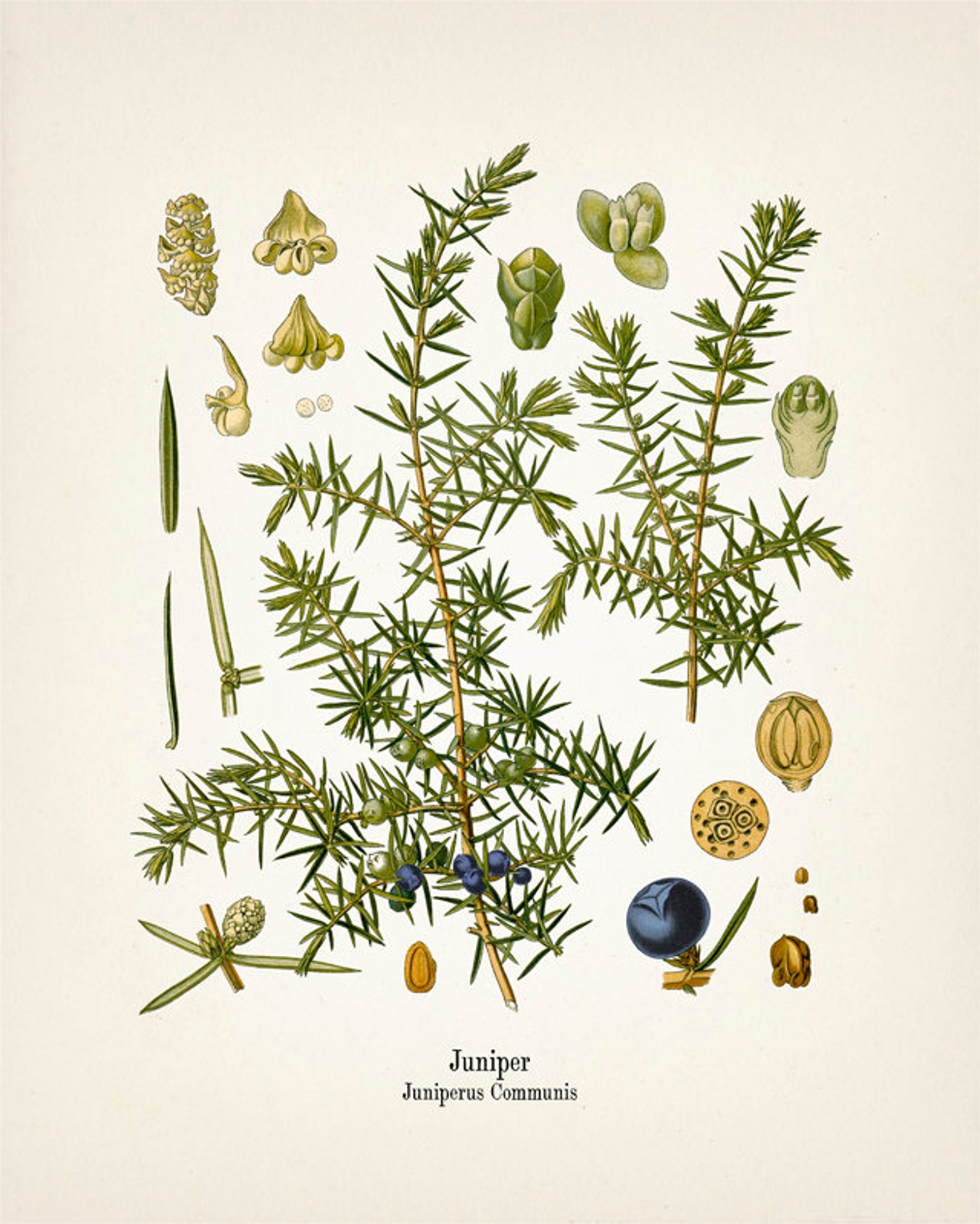 Vintage Juniper Botanical Print KO63 Fine Art Prints of Etsy