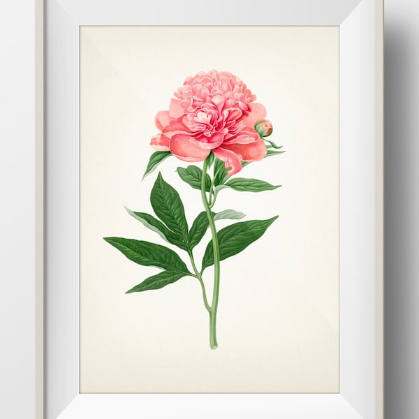 Peony Botanical #05 - RD-05 - Fine art print of a vintage natural history academia botanical illustration