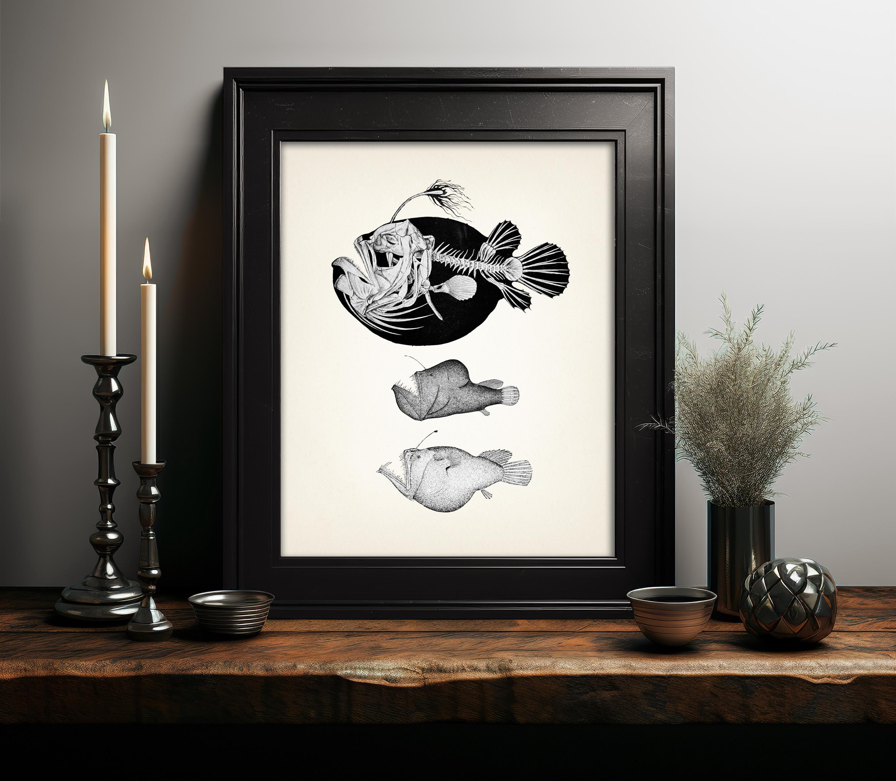 Angler Fish Skeleton - Scientific Anatomy Drawing - AN-01 Fine Art ...