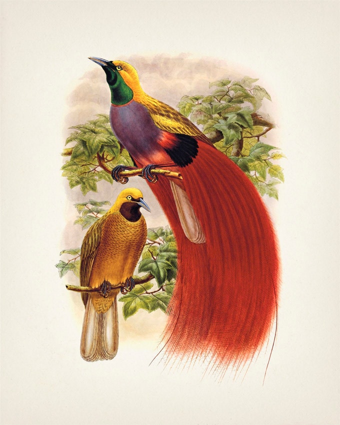 Goldie's Bird of Paradise (paradisaea Decora) -BP-10 - Fine Art