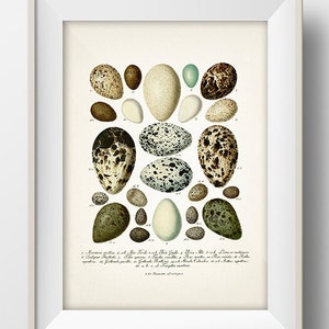 Eggs Series 5 - EG-05 - Rustic woodland fine art print of a vintage natural history academia illustration