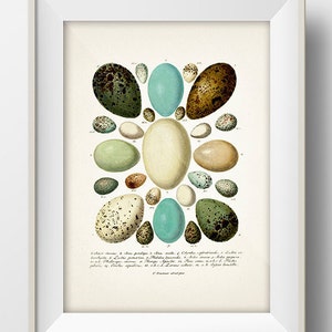 Eggs Series 1 - EG-01 - Rustic woodland fine art print of a vintage natural history academia illustration