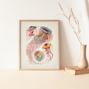 Spiral Seashells ( Ammonites )- SH-10 - Fine Art Print of a