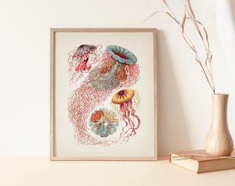 Spiral Seashells ( Ammonites )- SH-10 - Fine Art Print of a