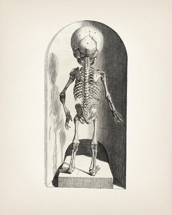1685 Child Skeleton Pair - Scientific Anatomy Drawing - HU-01 HU
