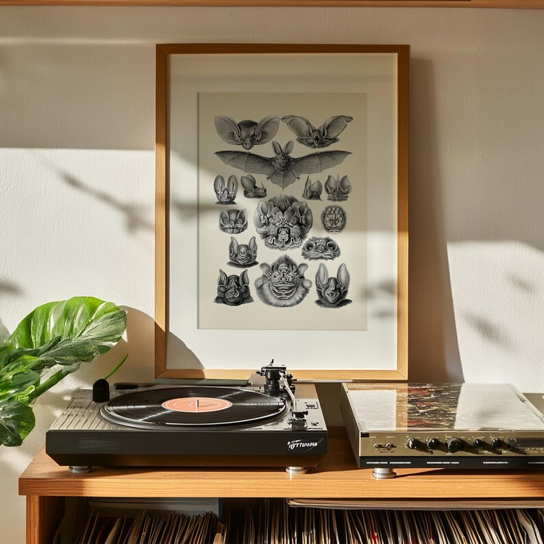 Bats Collage by Haeckel - MA-02 - Fine Art Print of a Vintage Natural ...