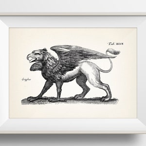 Griffin , Griffon, or Gryphon -OE-24- Fine art print of a vintage natural history dark academia scientific illustration. Oddities wall art