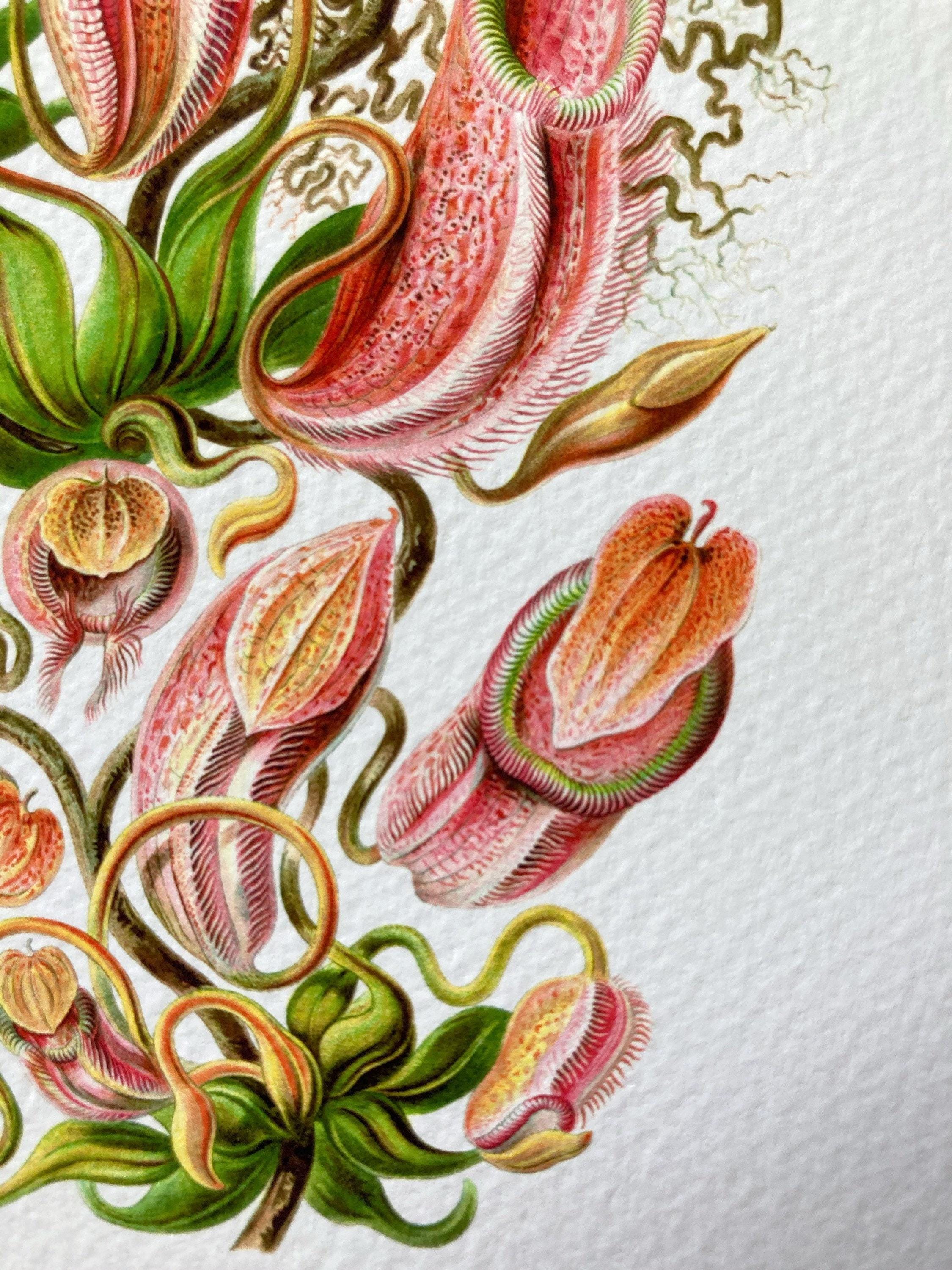 Carnivorous Pitcher Plant by Haeckel- Intricate Drawing- PL-03 - Fine ...