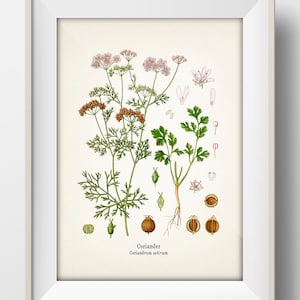 Coriander or Cilantro Botanical Illustration - Coriandrum sativum print - KO-84 - Fine art prints of Kohler&#39;s vintage drawings - Wall art