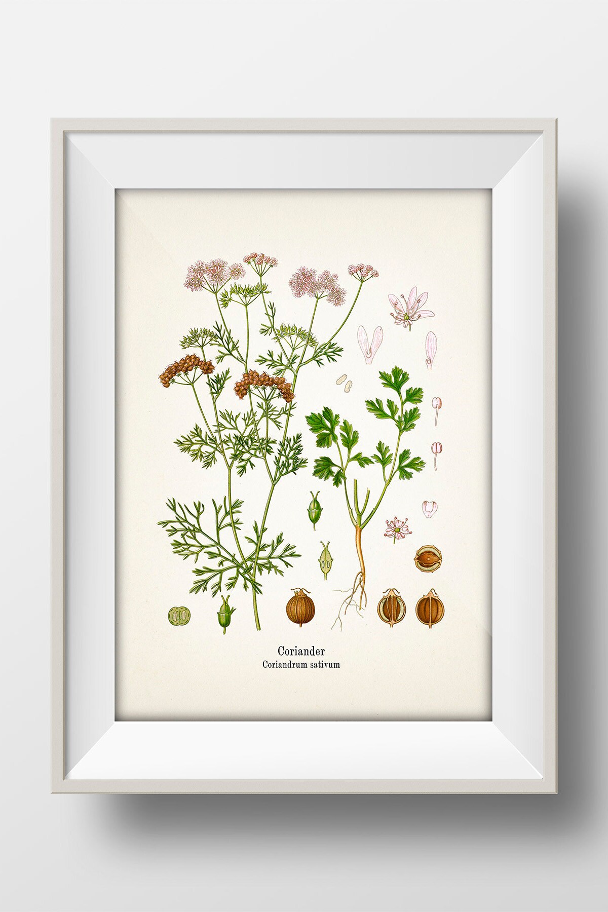Coriander or Cilantro Botanical Illustration - Coriandrum Sativum Print ...
